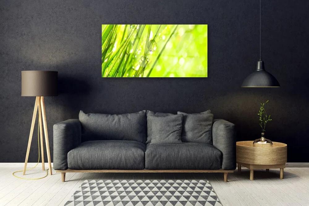 Skleneny obraz Príroda kvapky tráva 140x70 cm