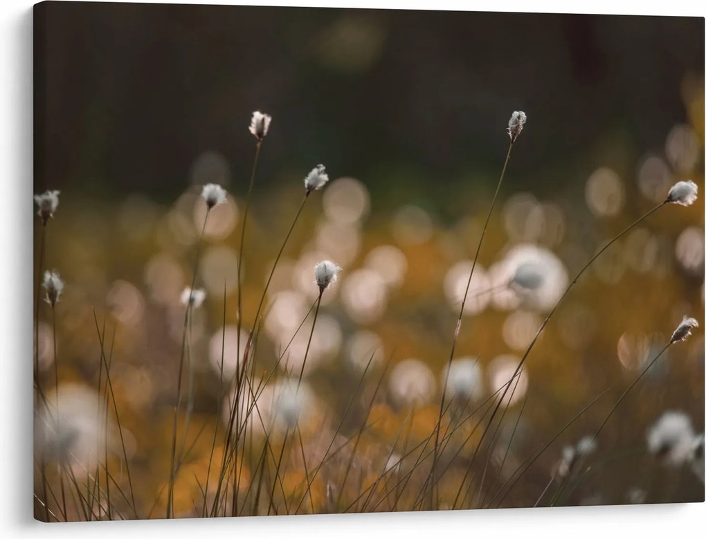 Obraz - Lúka s cottongrass N⁰2 (70x50 cm)