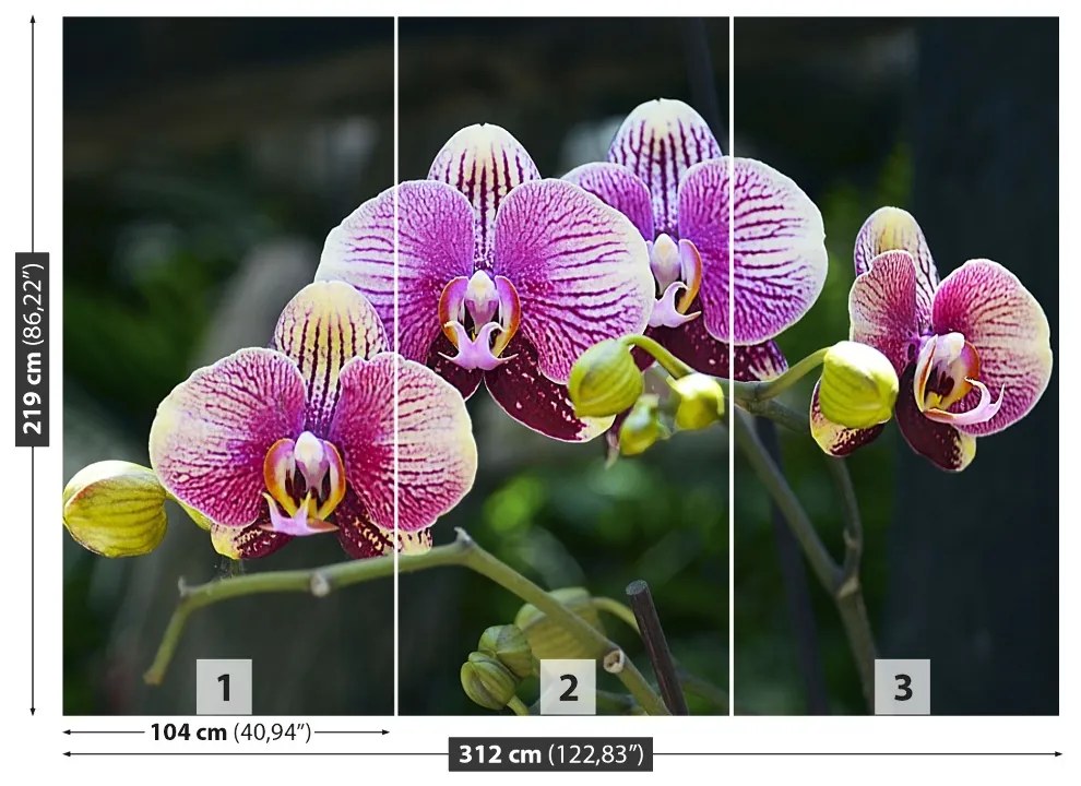 Fototapeta Vliesová Fialová orchidea 208x146 cm