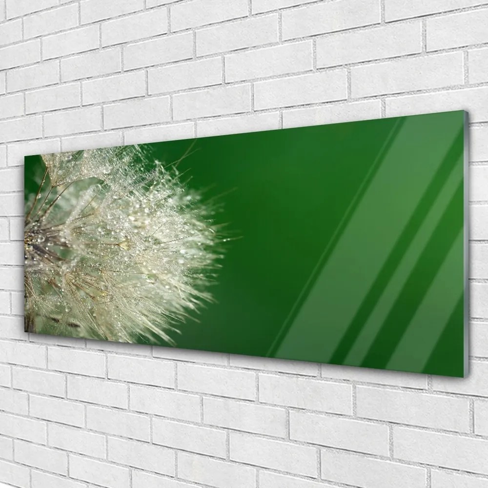 Obraz na akrylátovom skle Púpava rastlina 125x50 cm