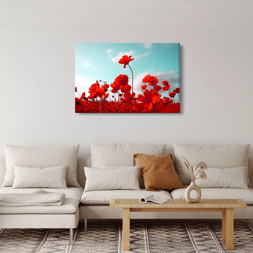 Obraz poľa s jasne červenými kvetmi (90x60 cm)