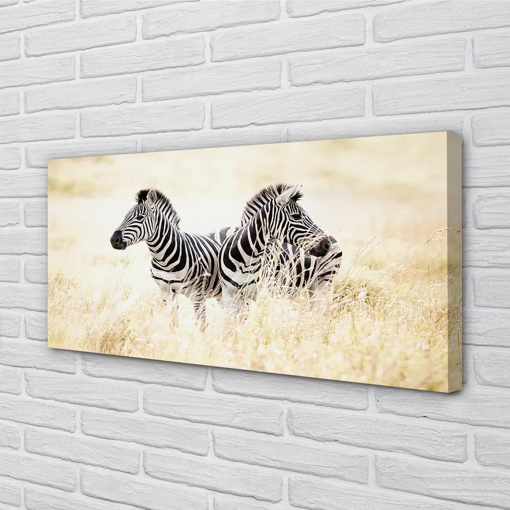 Obraz na plátne zebra box 100x50 cm