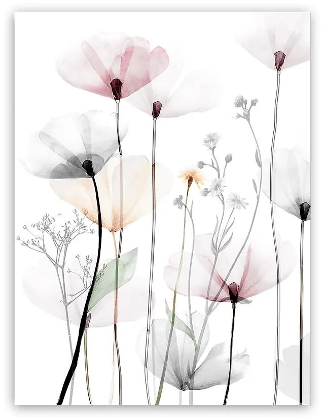 Obraz na plátne 60x80 cm St543 Modern Poppy 1