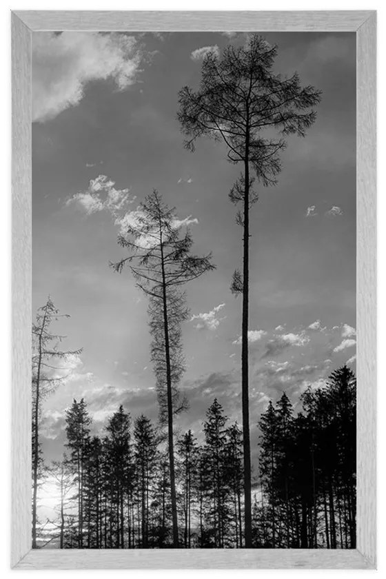 Plagát podvečer v lese v čiernobielom prevedení - 30x45 white