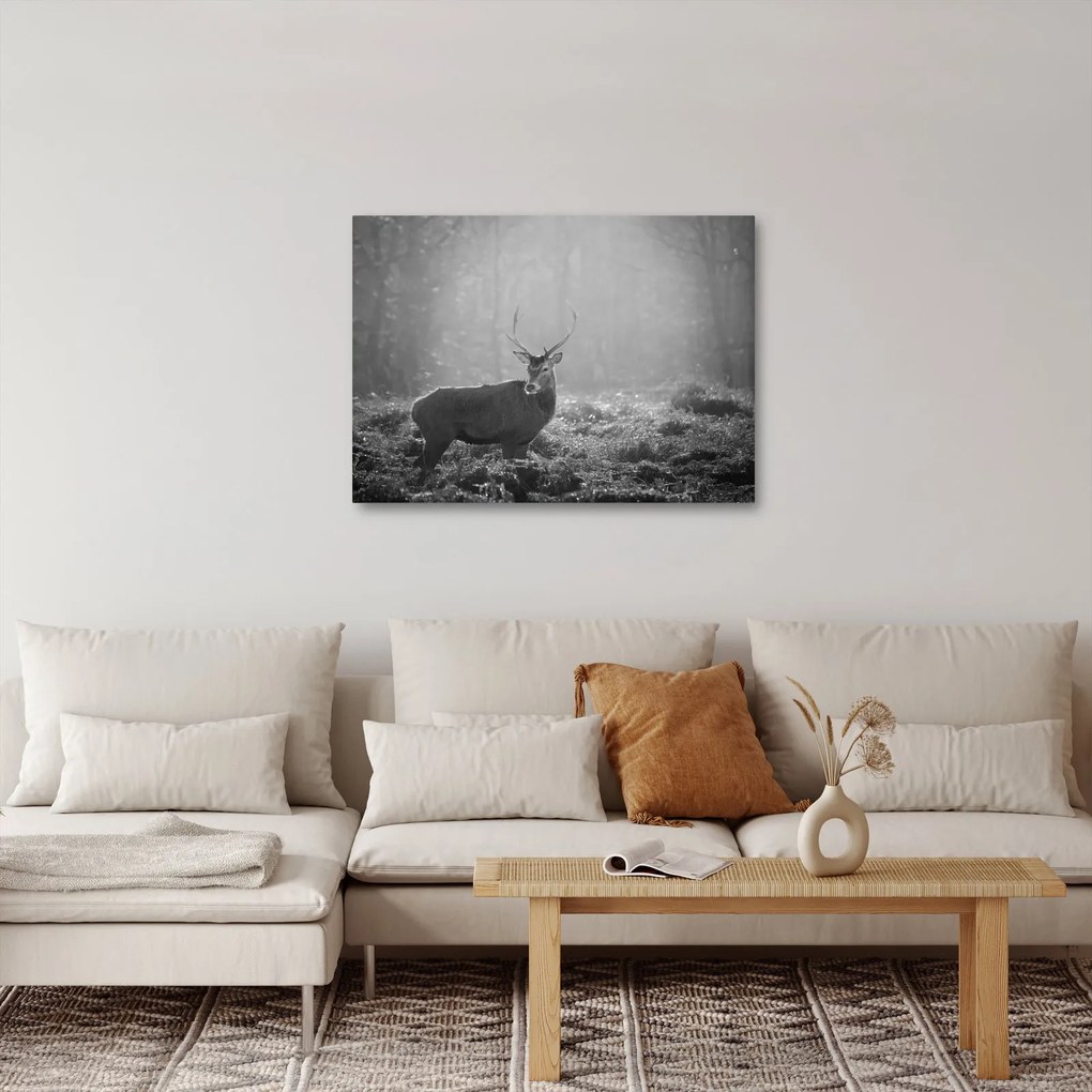 Obraz - Jeleň v lese, čiernobiela (70x50 cm)