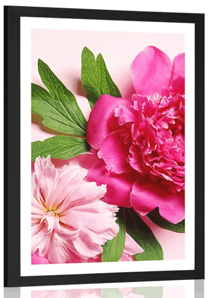 Plagát s paspartou pivonky v ružovej farbe - 30x45 silver