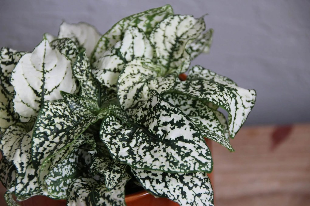 Hypoestes phyllostachya biely baby