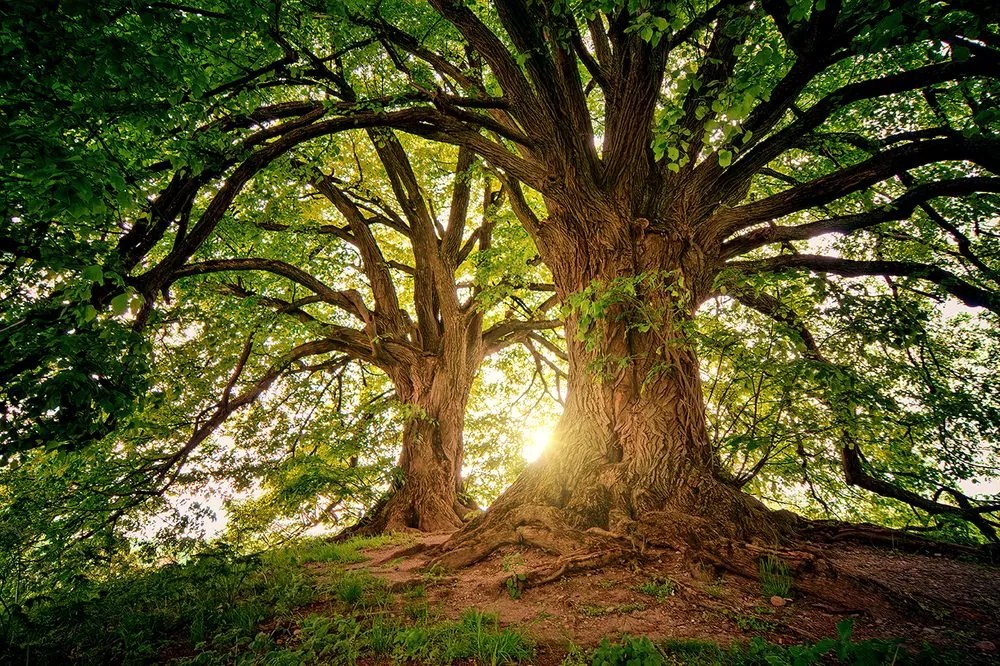 Fototapeta čaro mohutných stromov