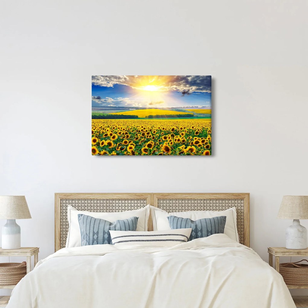 Obraz - Pole slnečníc (90x60 cm)