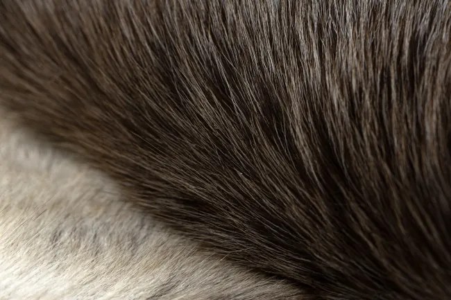 Koberec RENIFER POK017 sivý / biely