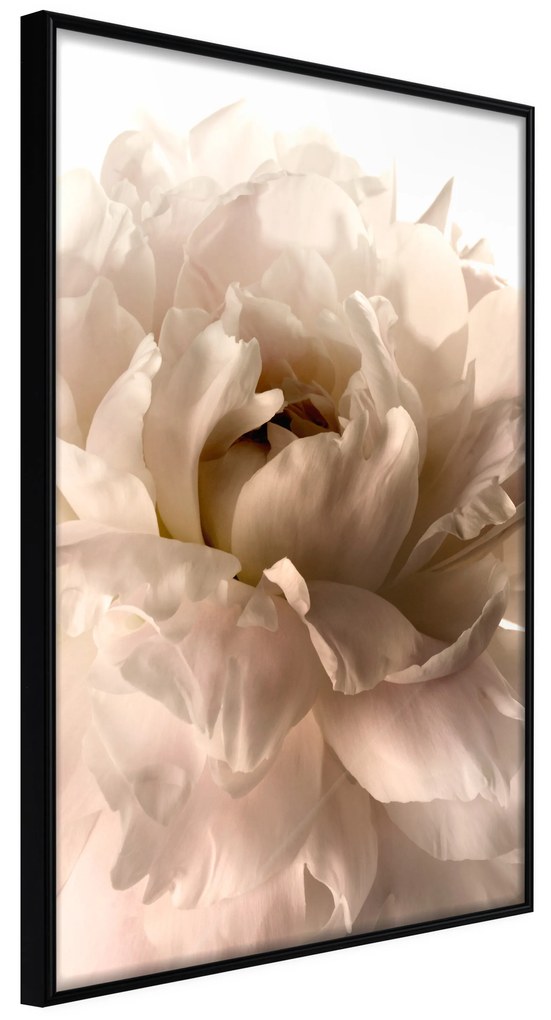 Artgeist Plagát - Soft Petals [Poster] Veľkosť: 30x45, Verzia: Zlatý rám s passe-partout