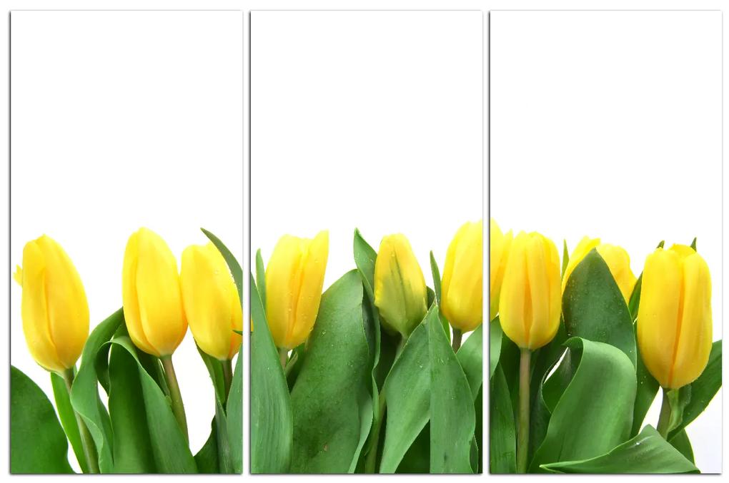 Obraz na plátne - Žlté tulipány 103B (105x70 cm)