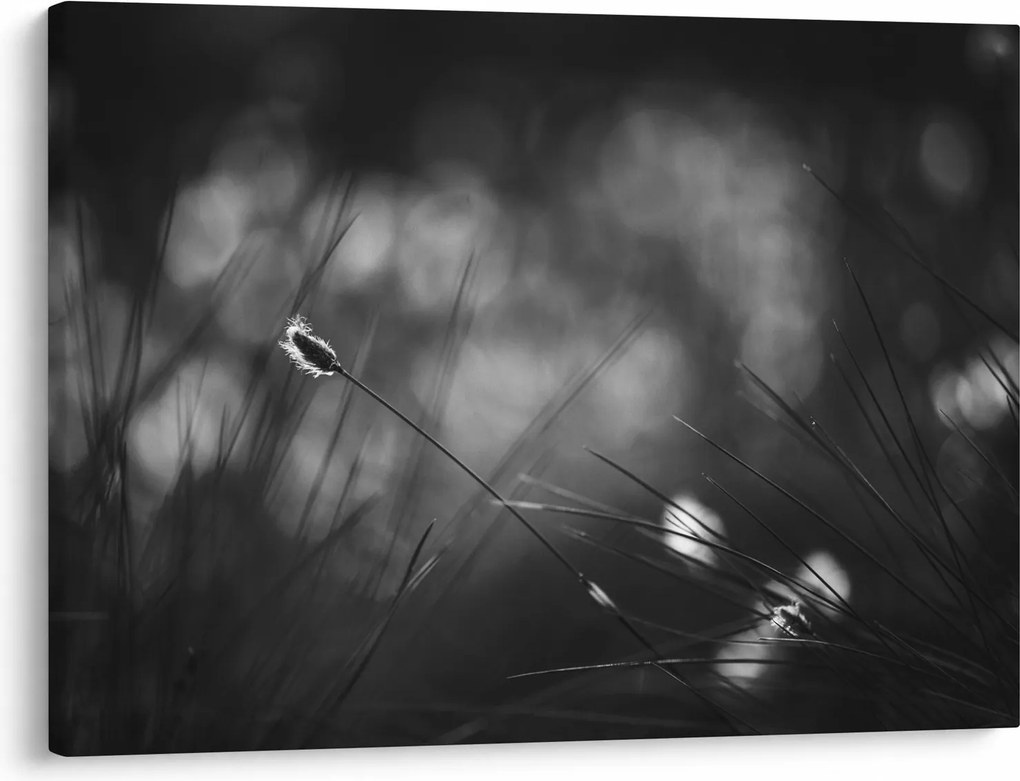Obraz - Lúčna tráva (70x50 cm)