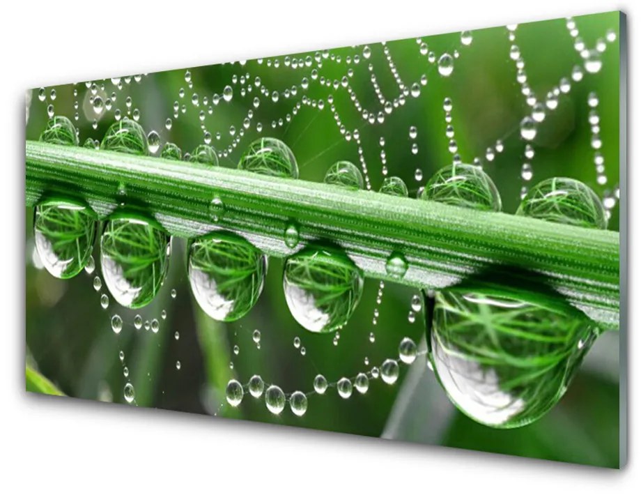 Obraz na skle Pavučina kvapka rastlina 100x50 cm