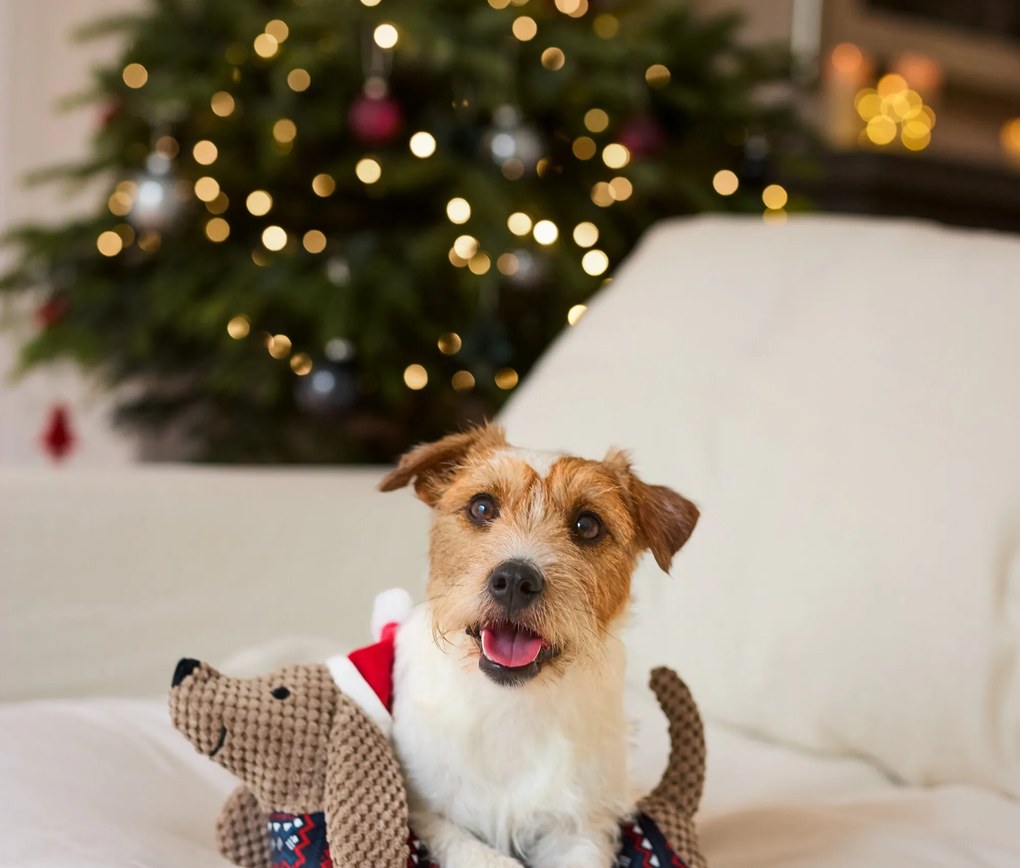 Plyšová hračka pre psy, jazvečík