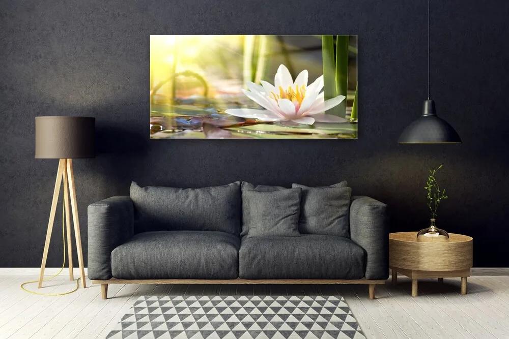 Obraz plexi Kvet vodné lilie 120x60 cm
