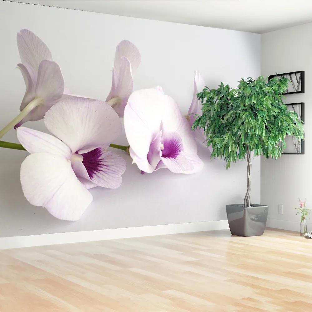 Fototapeta Vliesová Biele orchidey 416x254 cm