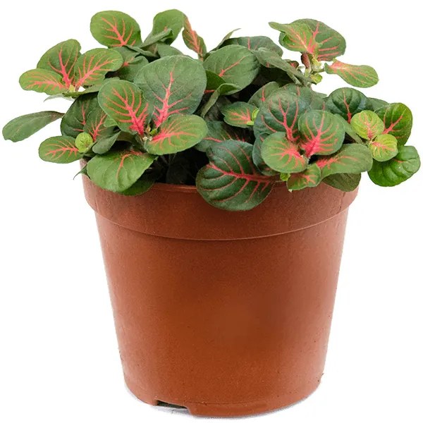 Fittonia 'Bubble Red 12x18 cm