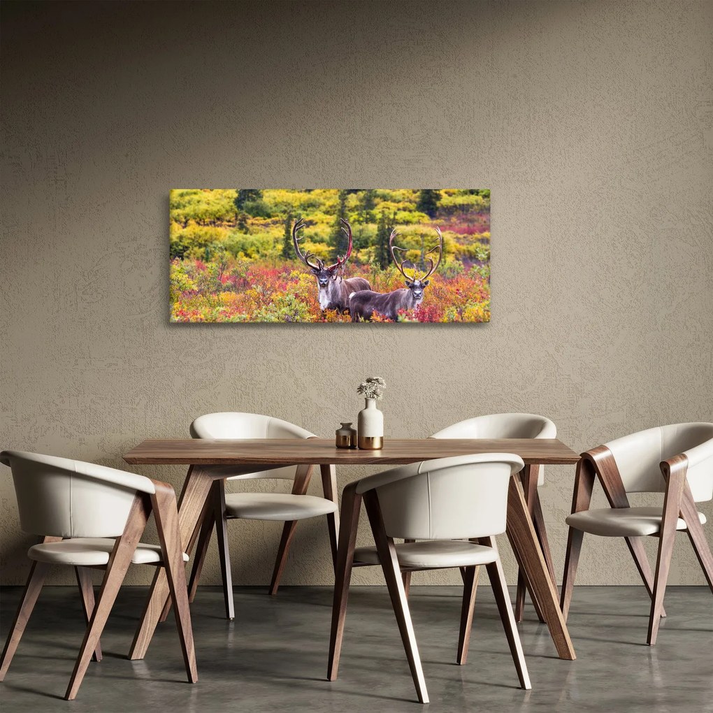Obraz - Karibu na Aljaške (120x50 cm)