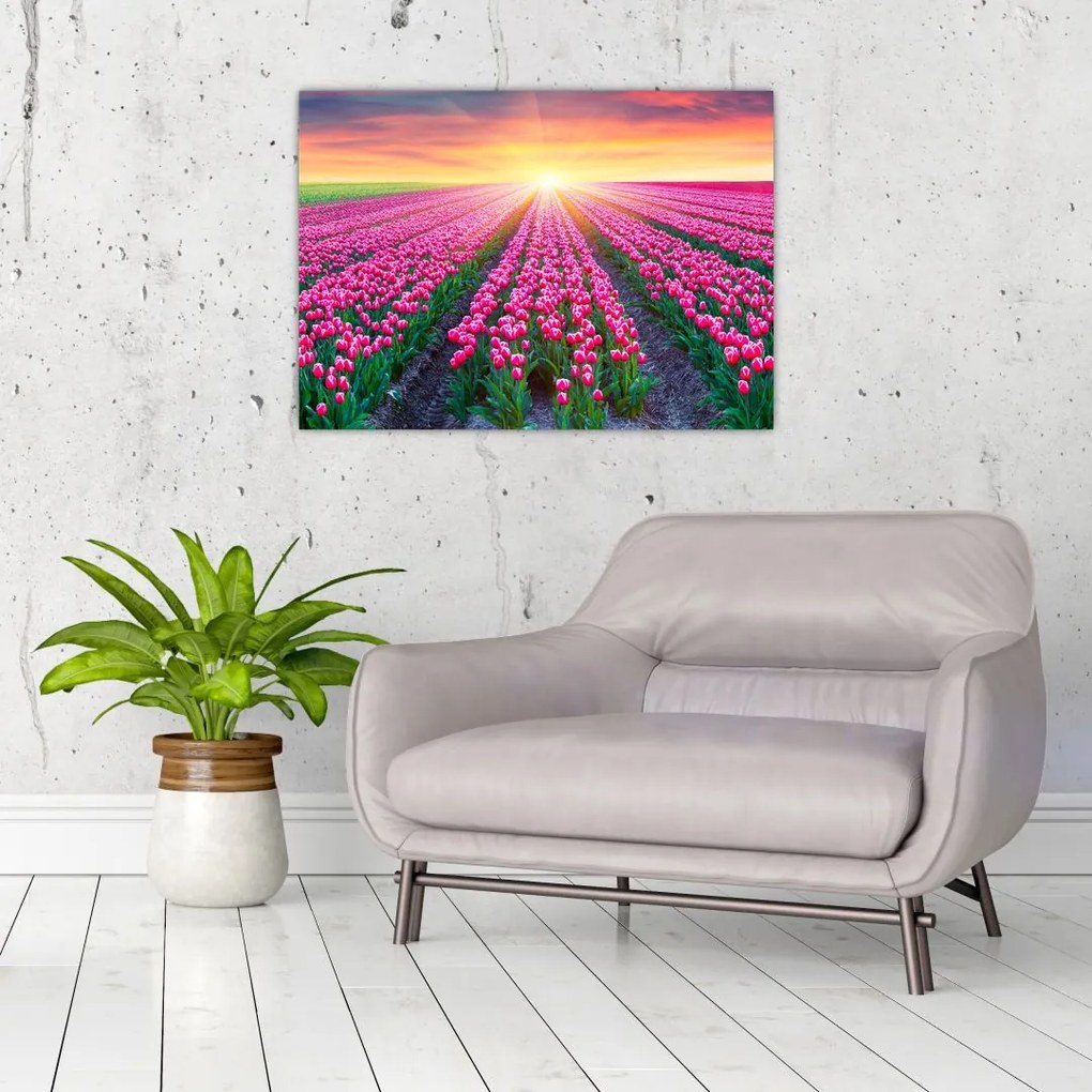 Sklenený obraz poľa tulipánov so slnkom (70x50 cm)