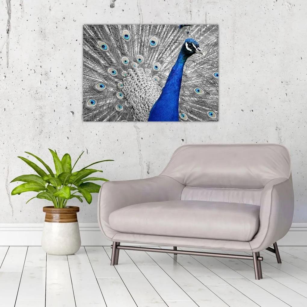 Sklenený obraz - modrý páv (70x50 cm)