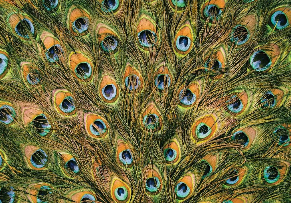 Fototapeta - Pávie perie (254x184 cm)