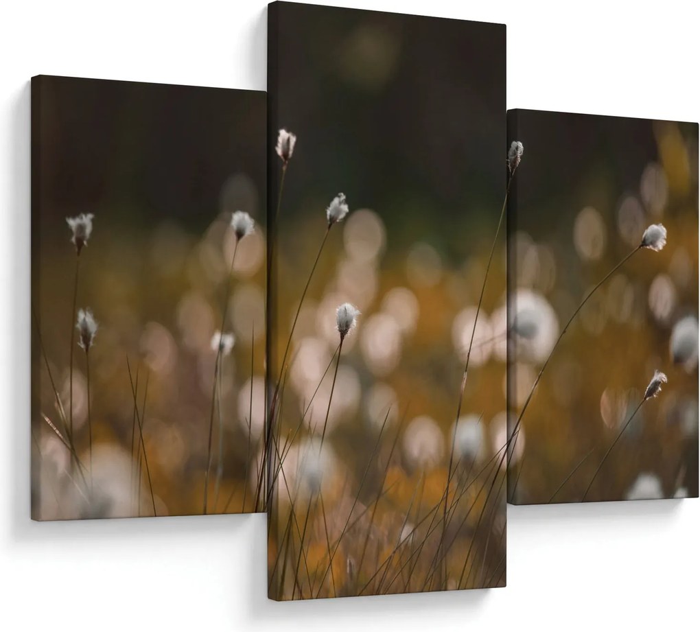Obraz - Lúka s cottongrass N⁰2 (90x60 cm)