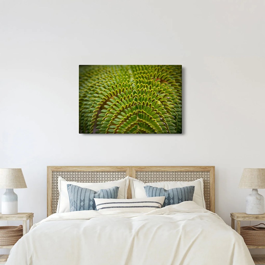 Obraz - Papraď (90x60 cm)