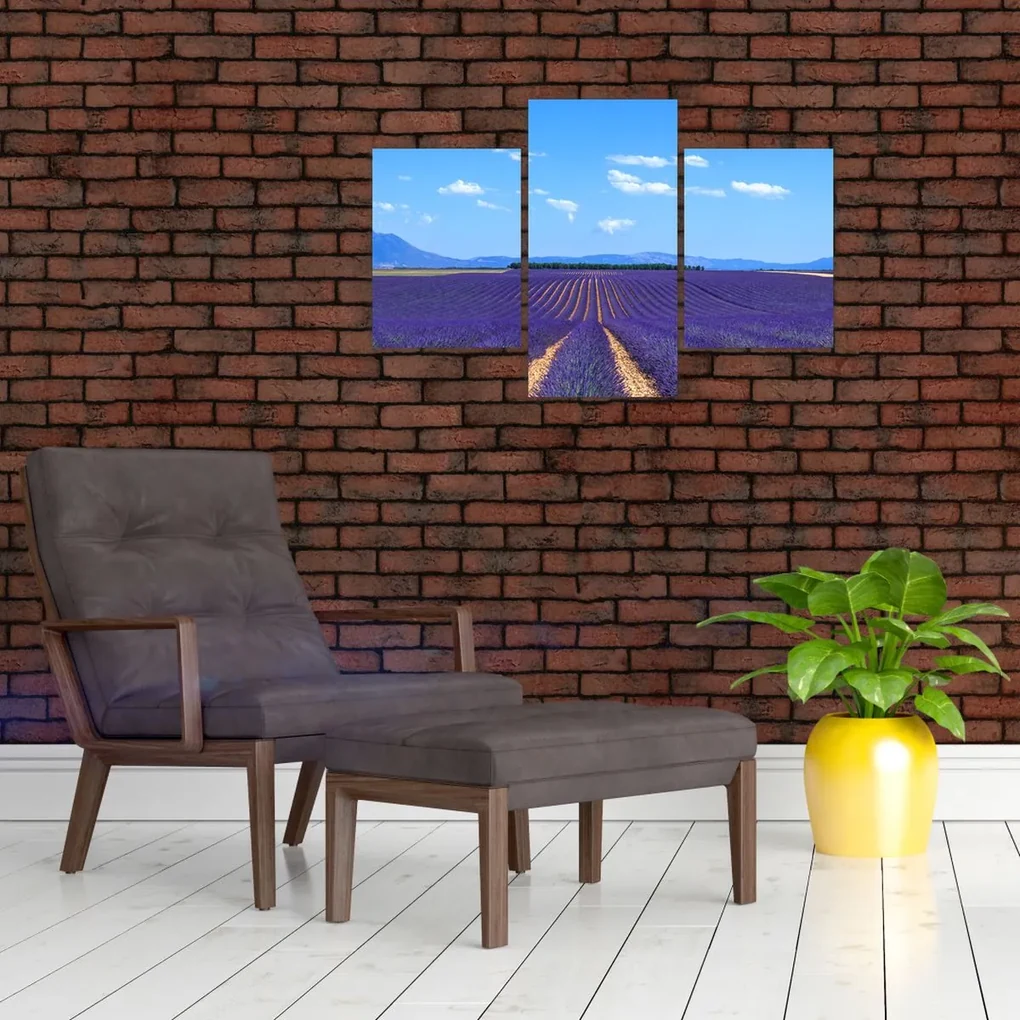 Obraz - Levanduľové pole (90x60 cm)