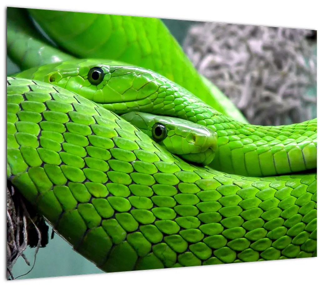Obraz zelených hadov (70x50 cm)