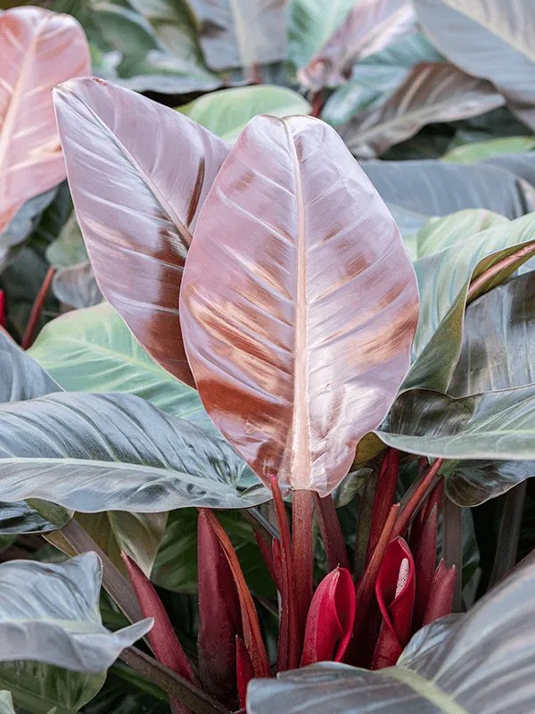 Philodendron imperial red 13/12 výška 35 cm