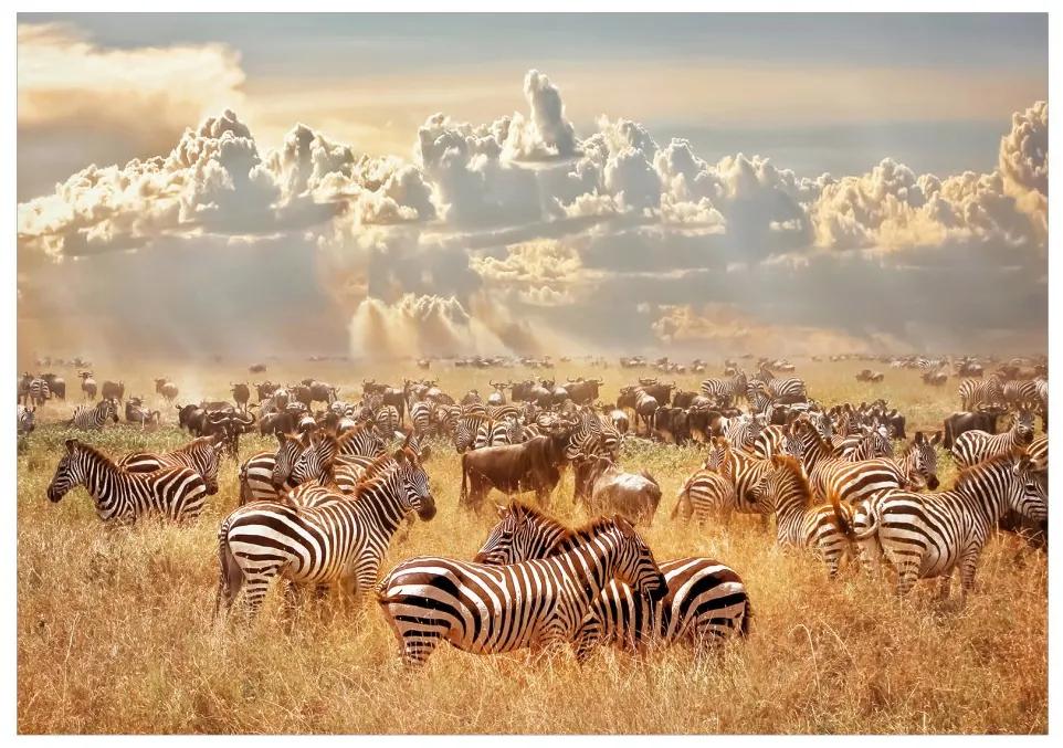 Fototapeta na stenu Zebra Land