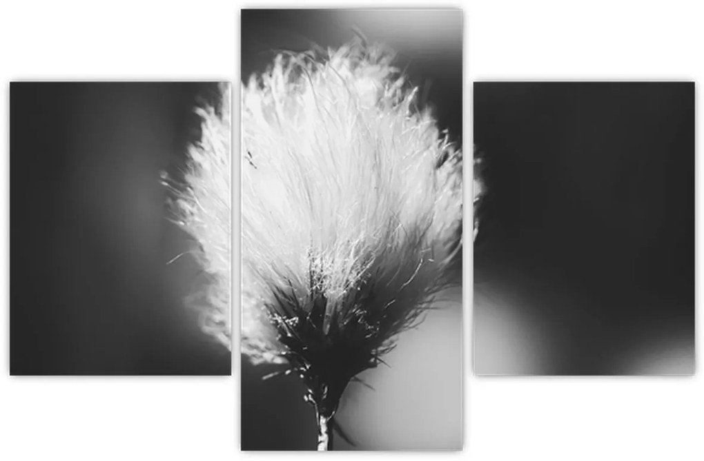 Obraz - Čiernobiely cottongrass (90x60 cm)