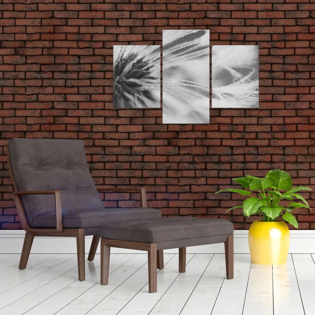 Obraz - Púpava (90x60 cm)