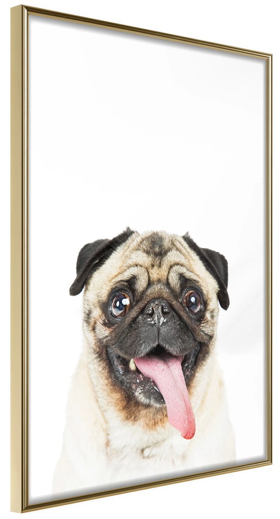 Artgeist Plagát - Pug [Poster] Veľkosť: 40x60, Verzia: Zlatý rám