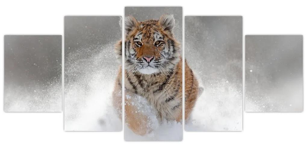 Obraz bežiaceho tigra