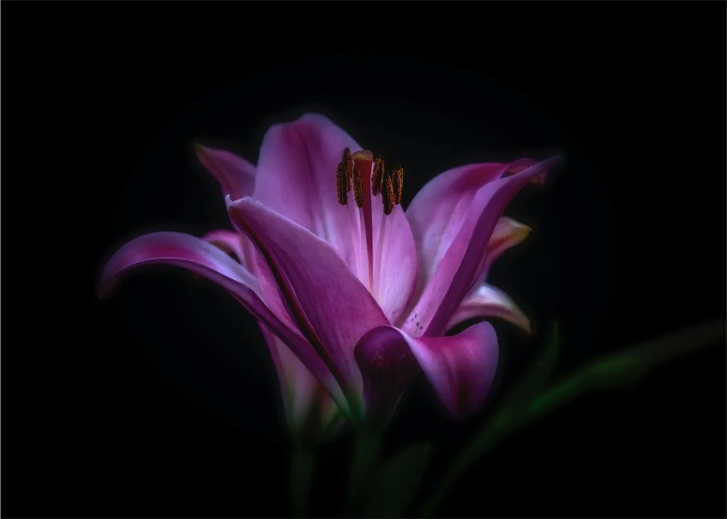 Sklenený obraz ľalia (70x50 cm)