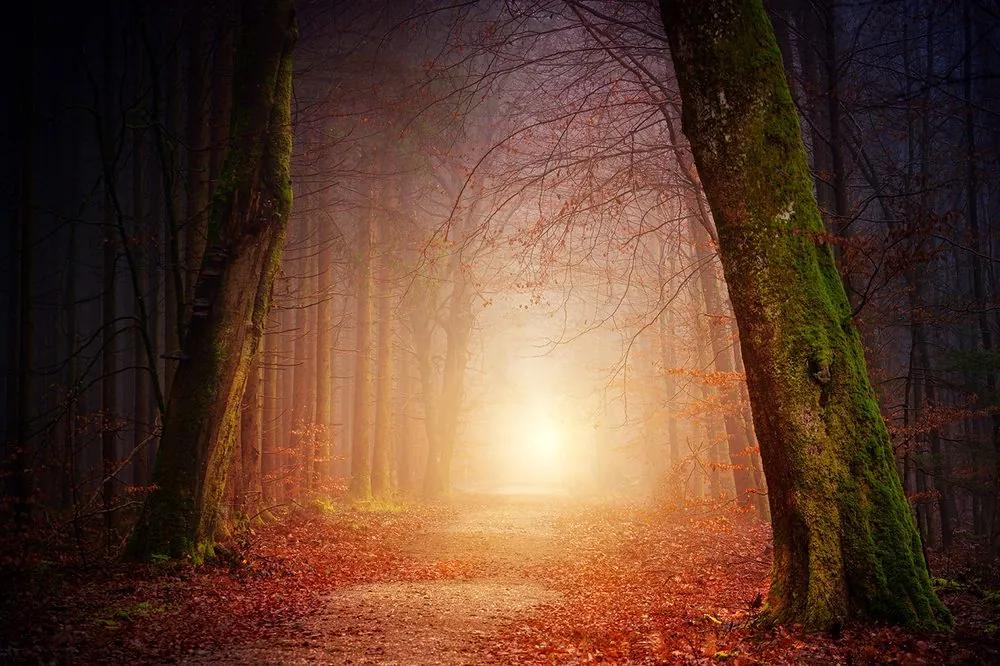Fototapeta magická lesná cesta