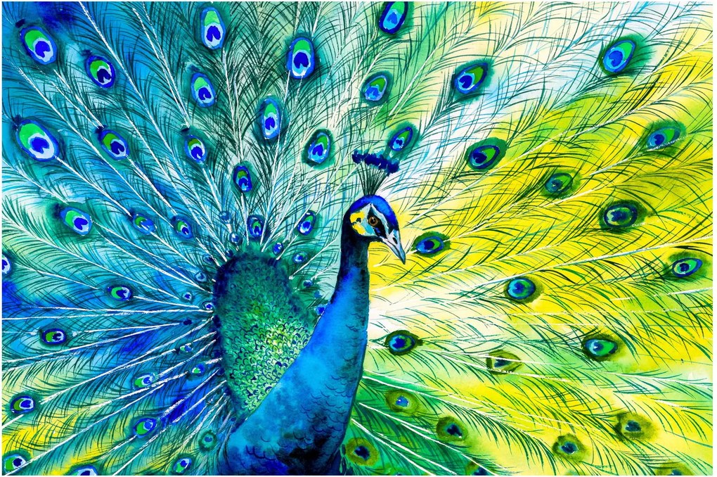 Obraz páva (90x60 cm)