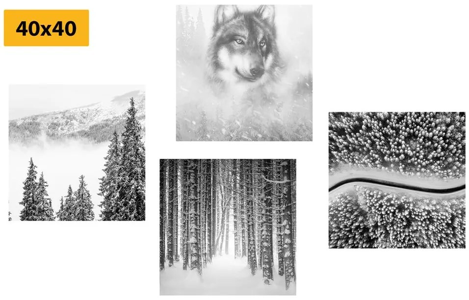 Set obrazov vlk v tajomnom lese v čiernobielom prevedení
