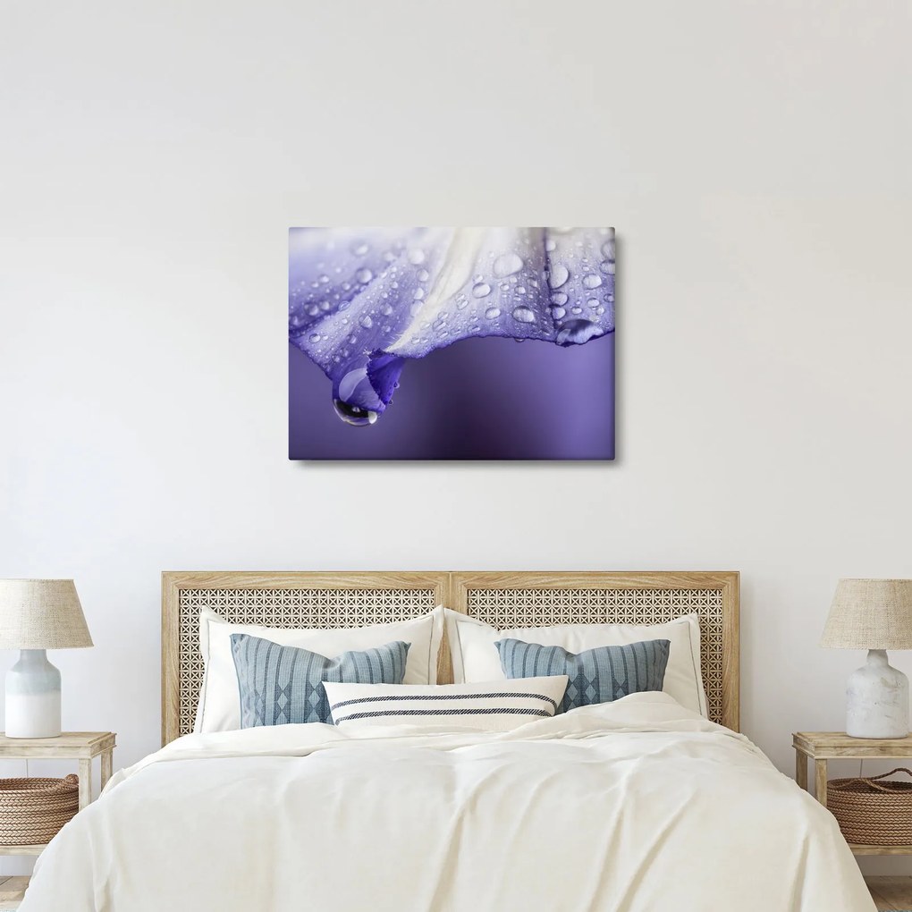 Obraz - Okvetný lístok s kvapkami (70x50 cm)