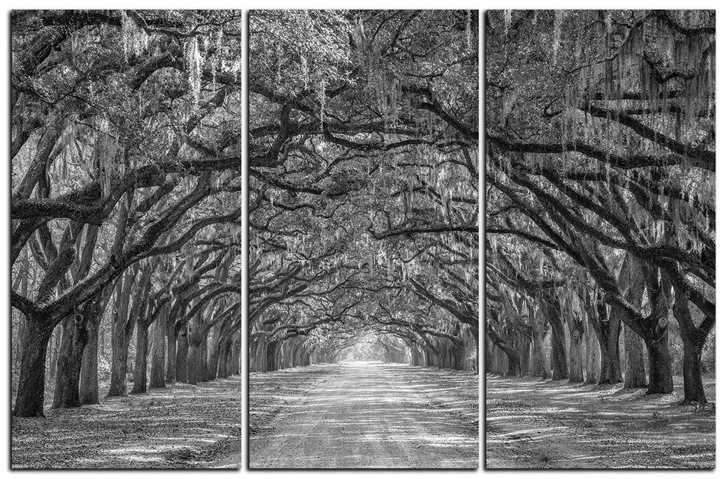 Obraz na plátne - Historické dubové stromy lemované poľnou cestou 1239QB (105x70 cm)