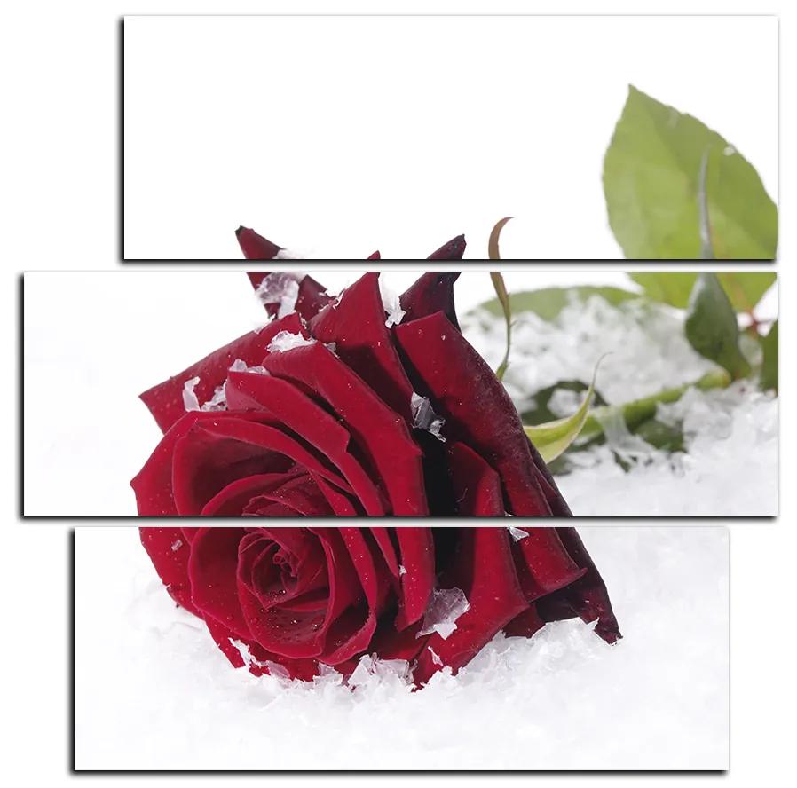 Obraz na plátne - Ruža na snehu - štvorec 3103C (75x75 cm)
