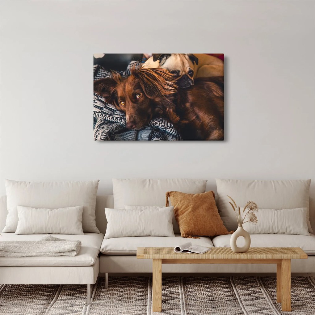 Obraz ležiacich psov (90x60 cm)