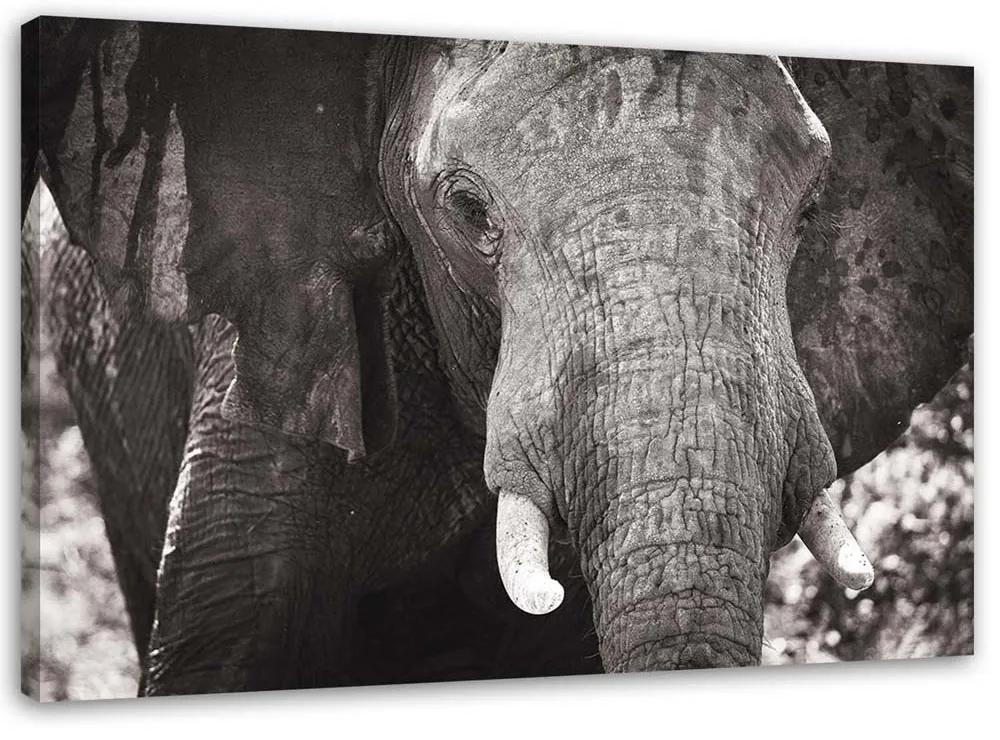 Gario Obraz na plátne Čiernobiely slon Rozmery: 60 x 40 cm