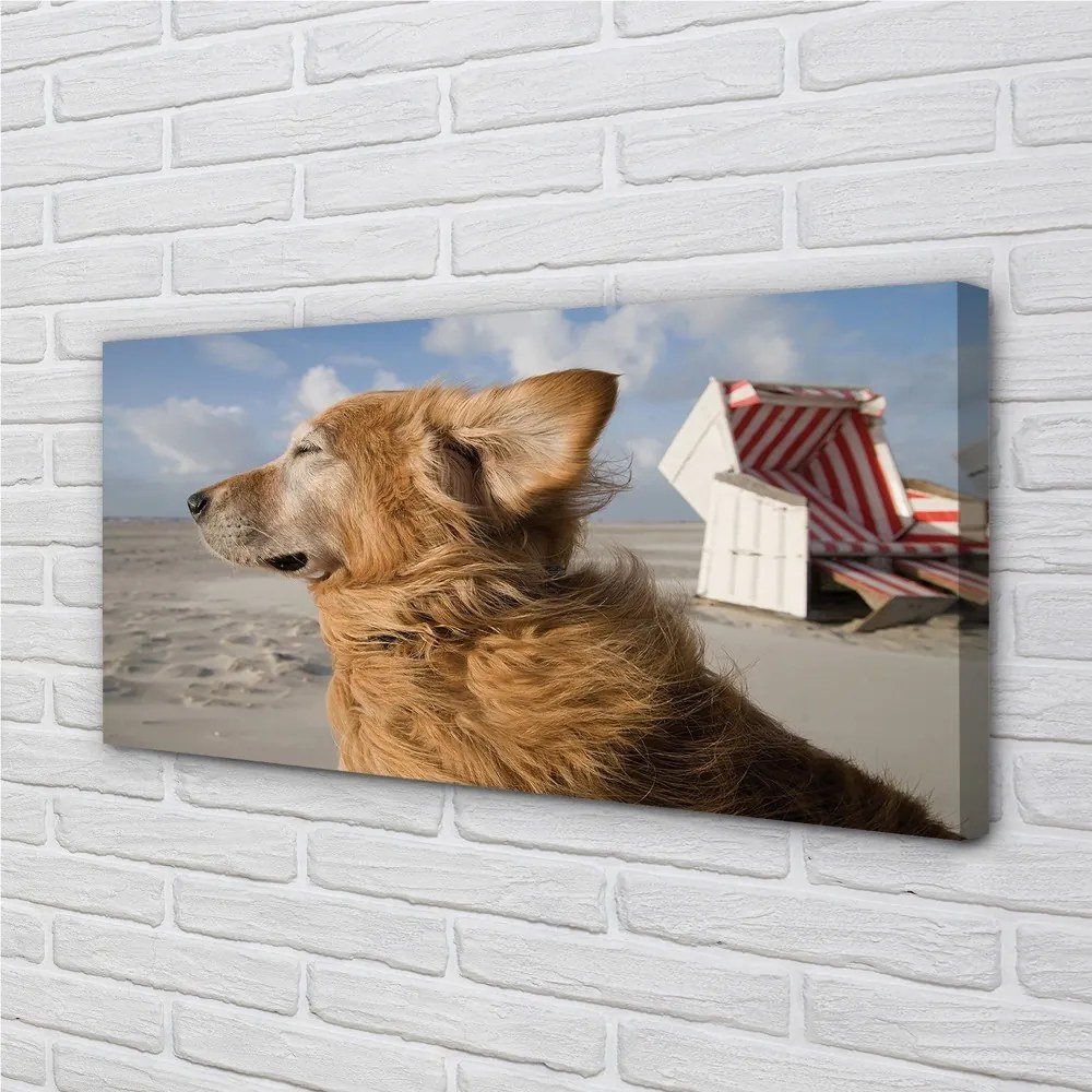 Obraz na plátne Hnedý pes beach 100x50 cm