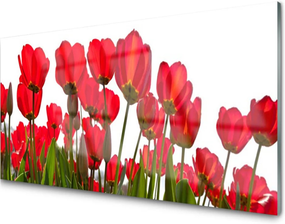 Obraz na akrylátovom skle sklenený Kvety