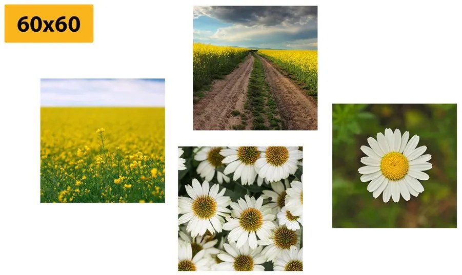 Set obrazov lúka plná kvetov