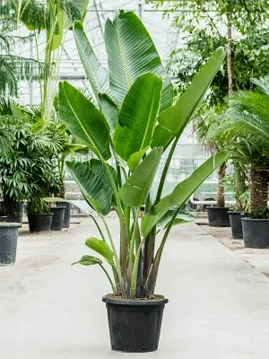 Strelitzia nicolai 48x220 cm