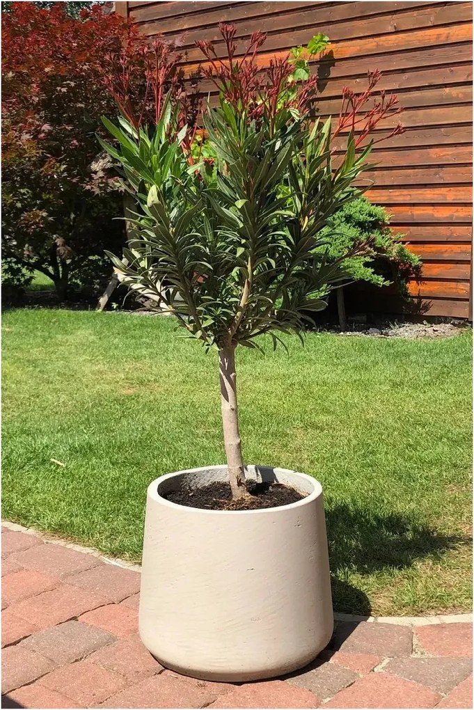 Kvetináč TROPICO, sklolaminát, výška 29 cm, béžová